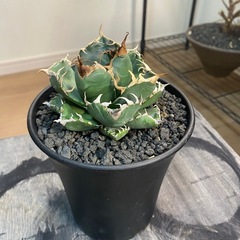 アガベ　魔丸の画像