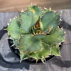 アガベフィリグリーの画像
