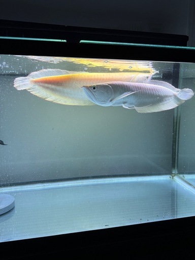 熱帯魚　プラチナアルビノシルバーアロワナ　ハイドロシナスガー　セルフィンプレコ
