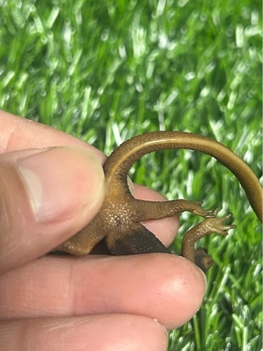 ミナミイボイモリ　メイビーペア
