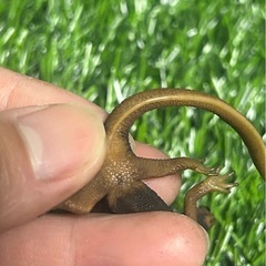 ミナミイボイモリ　メイビーペアの画像