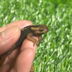 ミナミイボイモリ　メイビーペアの画像