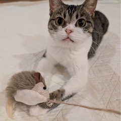 エキゾ系キジ白　ステラ　5歳ぐらいの女の子