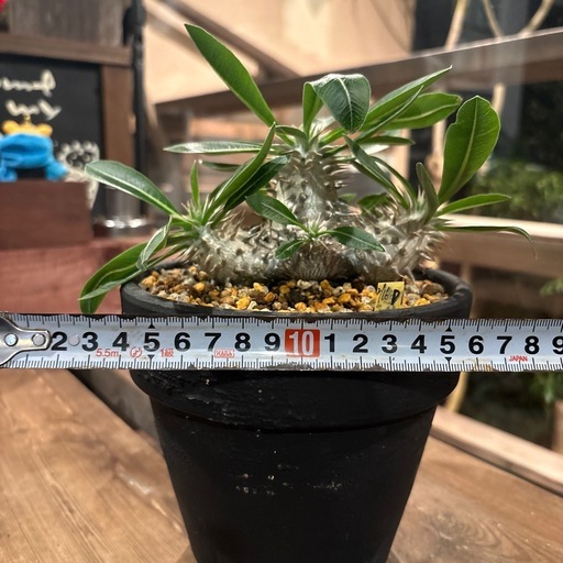 パキポディウム・恵比寿大黒 （Pachypodium brevicaule × densiflorum ）