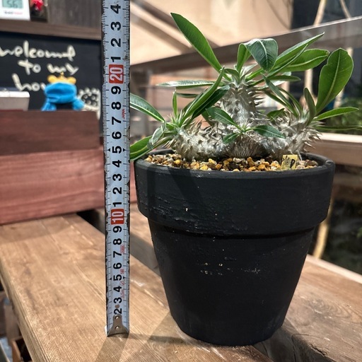 パキポディウム・恵比寿大黒 （Pachypodium brevicaule × densiflorum ）
