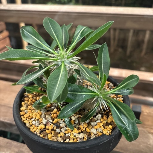 パキポディウム・恵比寿大黒 （Pachypodium brevicaule × densiflorum ）