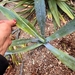 アガベ　リュウゼツラン　シルバブルー　南国風にオススメ！　子株いろいろありますの画像