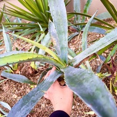 アガベ　リュウゼツラン　シルバブルー　南国風にオススメ！　子株いろいろありますの画像