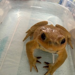 ミヤコヒキガエル♂ １匹の画像