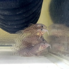 🐠コリドラス ステルバイ  ±2〜2.5㎝ 1匹200円【在庫15匹】自家繁殖個体  No.08の画像