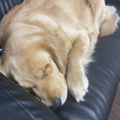 ただいま引渡し無事終了しました。ゴールデンレトリバーの里親募集
