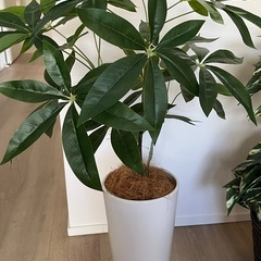 フェイクグリーン    決まりました。の画像