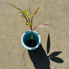 無料！植物ウンベラータやサボテンの画像