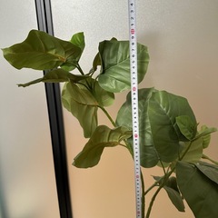 観葉植物 フェイクグリーン Botanical life+ フェイクグリーン 観葉植物 光触媒 大型 消臭 抗菌 ウンベラータの画像