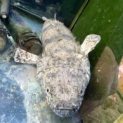 エンドリケリーの画像