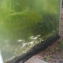 水槽３個「メダカ約50-80匹」白と赤の画像