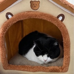 新品・未使用 保温で洗える猫犬兼用のハウス Lサイズの画像
