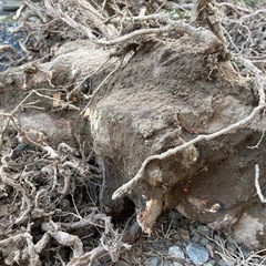 【無料】木の枝・切り株　木材の画像