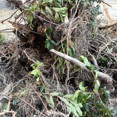 【無料】木の枝・切り株　木材の画像