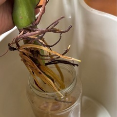 フィロデンドロン　ジョセボーノ　大株　カット苗の画像