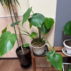 モンステラ　14枚葉　【現地渡し限定】の画像