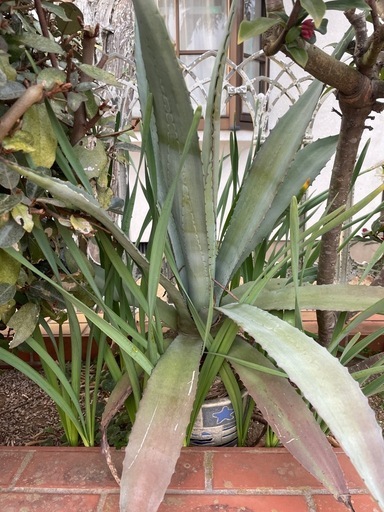 アガベ（竜舌蘭）大型株・鉢植え