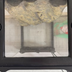 EXO TBRRA ゲージ2601の画像