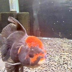 オランダ獅子頭　トリコカラーの画像