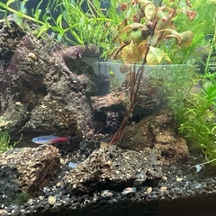 熱帯魚まとめて引き取っていただける方の画像