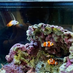 （買いたい）海水魚・サンゴ・水槽セットを譲ってください
