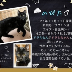 のび太　オス✨　5〜6ヶ月☺️