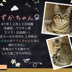 しずかちゃん　メス✨　5〜6ヶ月☺️