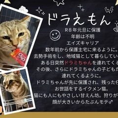 ドラえもん　オス✨　年齢不明