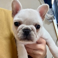 フレンチブルドッグ