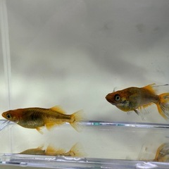 乙姫　有精卵　30個➕α‼️ 500円の画像