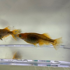 乙姫　有精卵　30個➕α‼️ 500円の画像