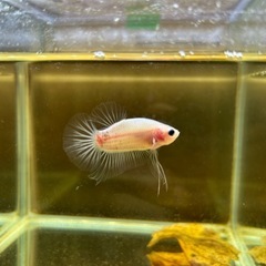 ②ベタ プラカット オスの画像