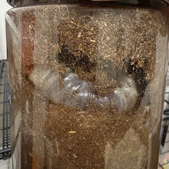 ニジイロクワガタ　3齢幼虫の画像