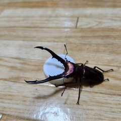 メタリフェルホソアカクワガタ ペア の画像