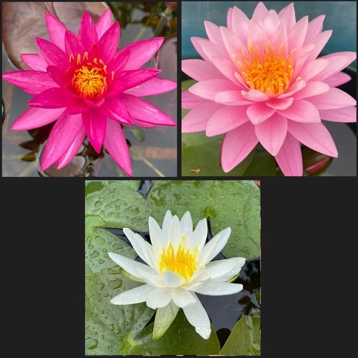 温帯睡蓮3色3種類セット抜き苗 (konn) 西掛川の家庭用品《ガーデニング