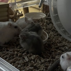 生後1ヶ月のジャンガリアンハムスター