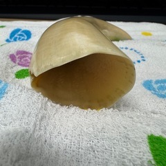 置物　オブジェ　ゾウゲ　210gの画像