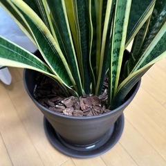 サンセベリア　観葉植物
の画像