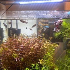 熱帯魚　ベタ　稚魚、幼魚の画像