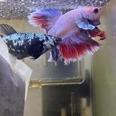 熱帯魚　ベタ　稚魚、幼魚の画像