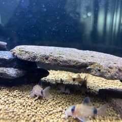 コリドラスパンダの画像