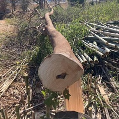 🪵薪　　の画像