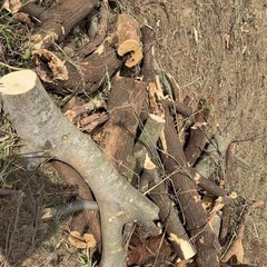 🪵薪　　の画像