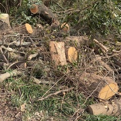 薪用原木の画像