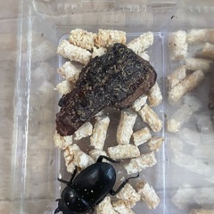 スラウェシオオヒラタ WD 成虫 ペアの画像